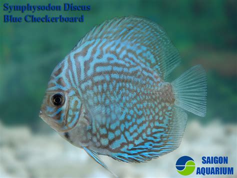 blue checkerboard discus
